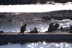 洪水 リング暈け