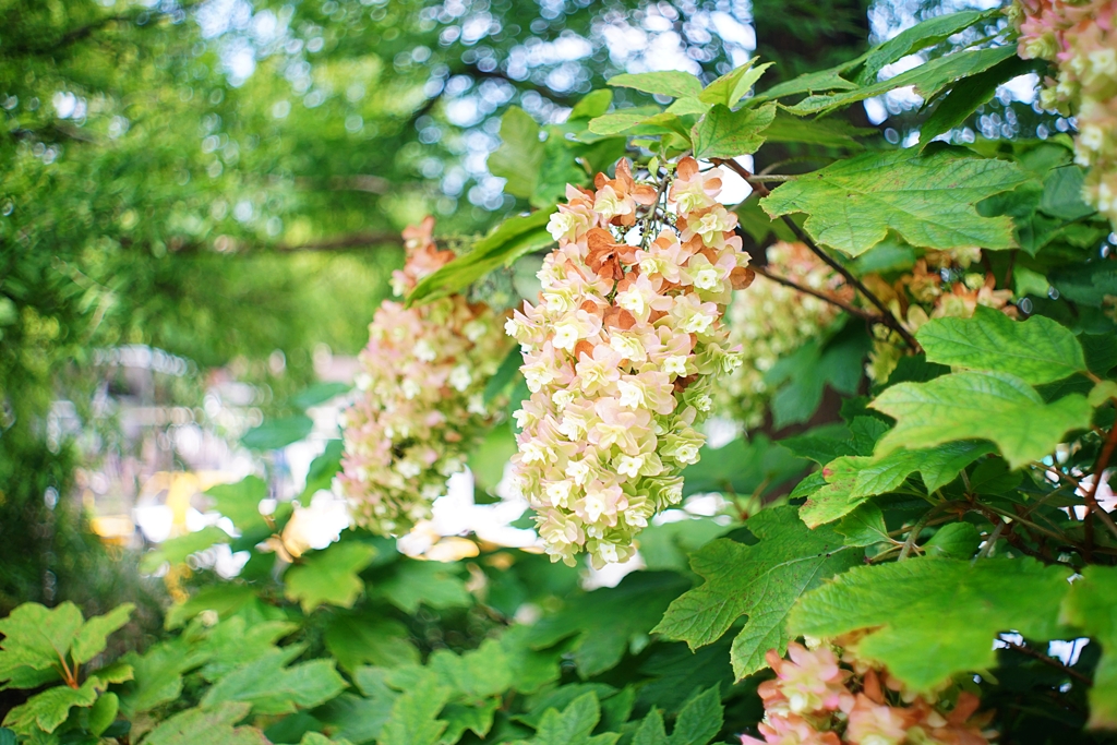 この時季の紫陽花撮影 穴場あります
