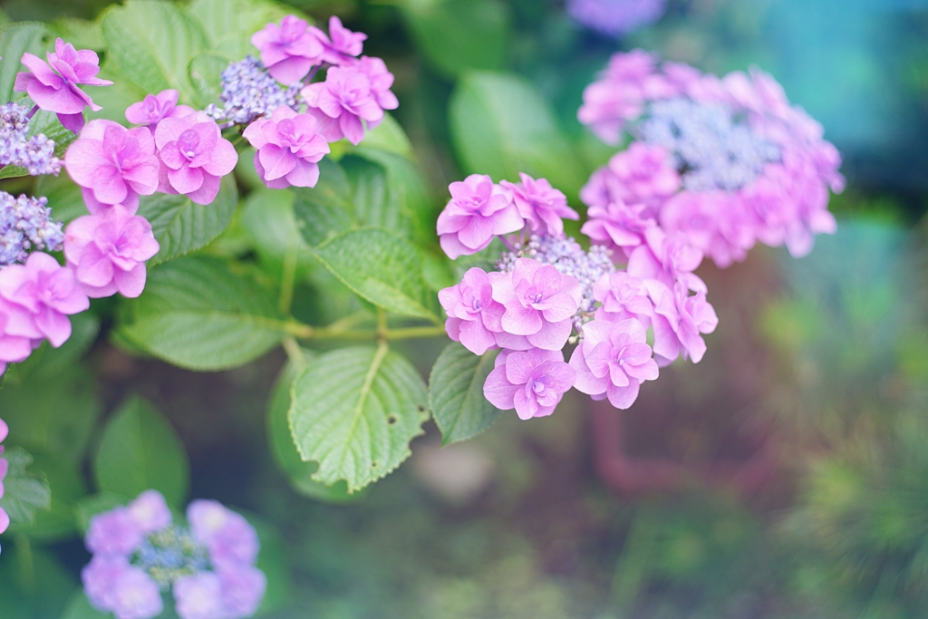 最後の紫陽花