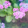 最後の紫陽花