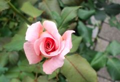 ガラパゴスなバラ