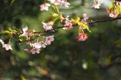 さよなら　またね！河津桜