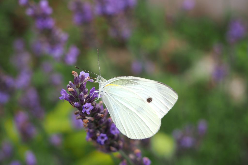 アロマテラピー