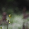 ラクウショウの森２