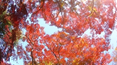 アスペクト比１６：９