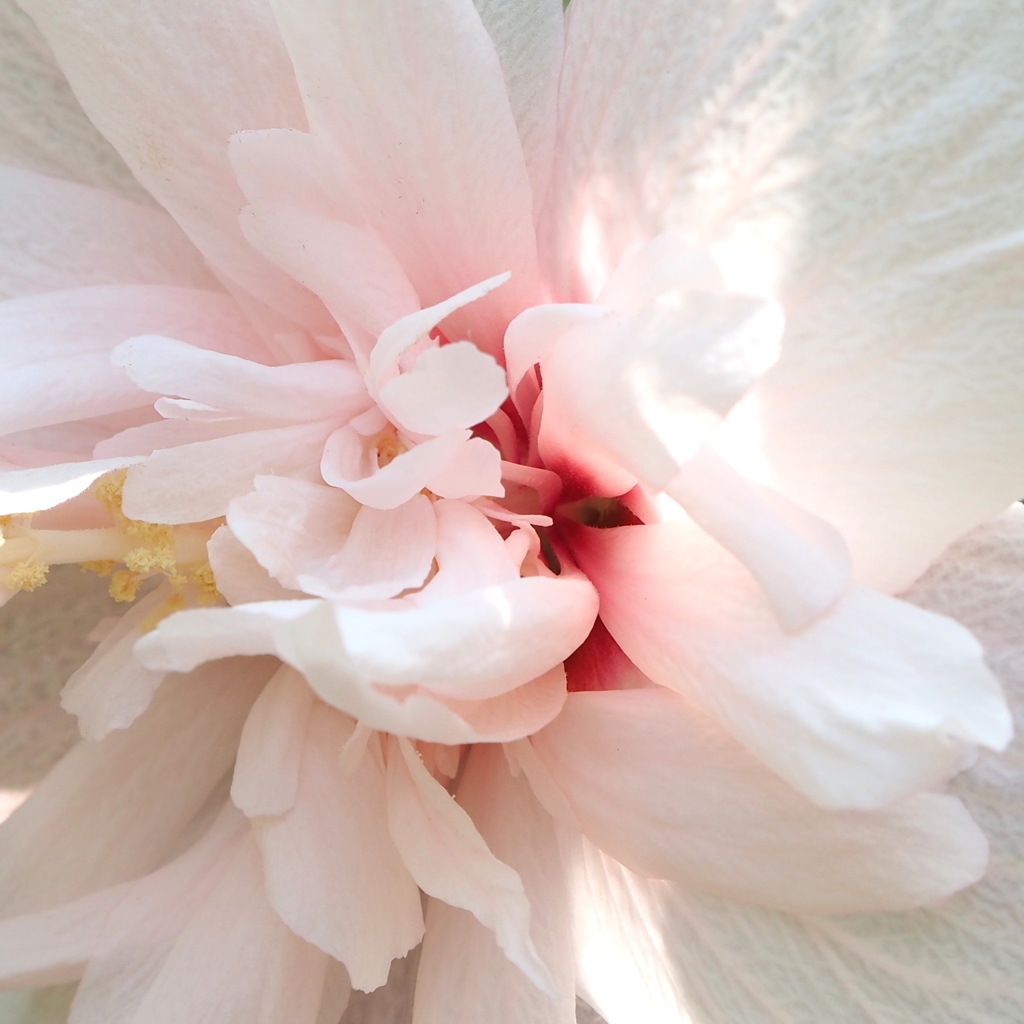 シャニダールの花