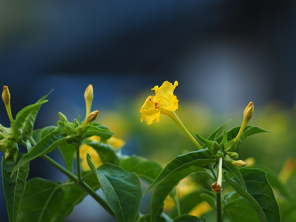 HEXANON AR 135mm f2.8