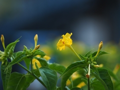 HEXANON AR 135mm f2.8