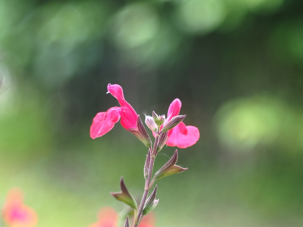 自立心と協調性３