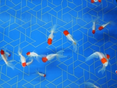 丹頂を鳥瞰する