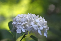  F.ZUIKO Auto-S 50mm f1.8