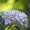  F.ZUIKO Auto-S 50mm f1.8