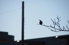 翡翠（カワセミ） なげき