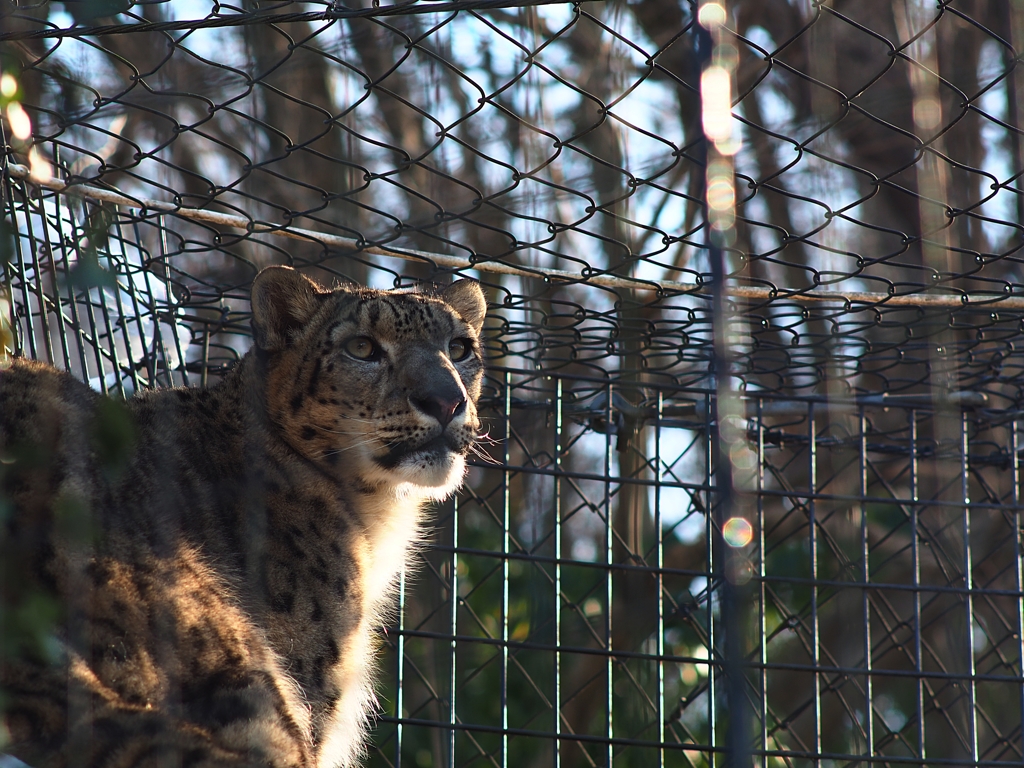 エルザと言う名のユキヒョウ（うそです）