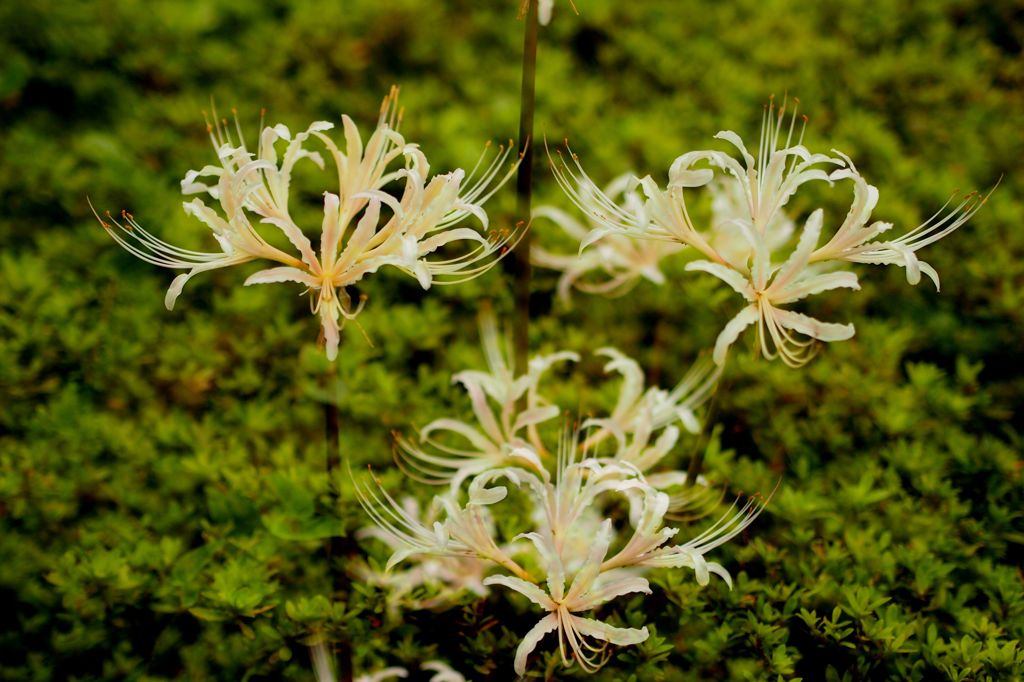 天界に咲く花２