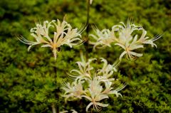 天界に咲く花２