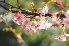 さよなら　またね！河津桜