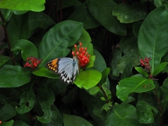 限界トリミング