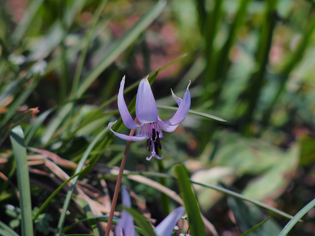 2019 調布野草園