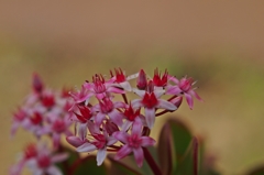 あした早いんです。