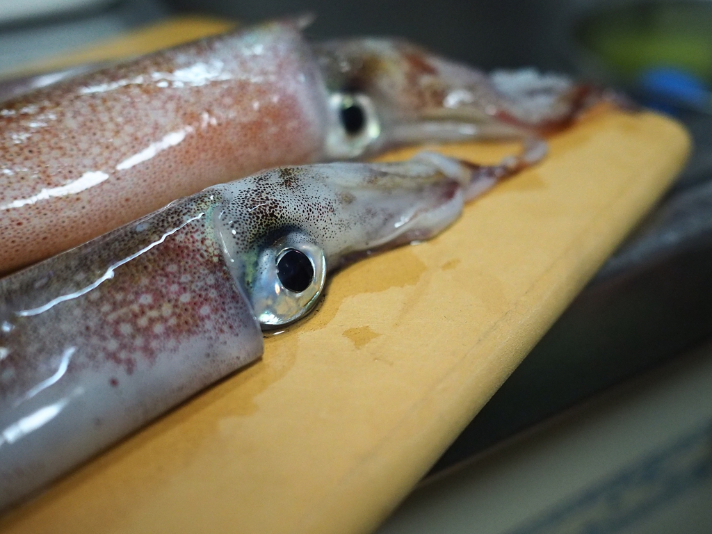 胴の長さが雌は20～30cm 雄は30～40cm前後