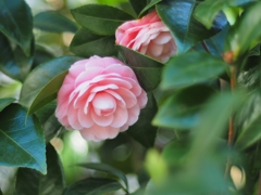 一月の乙女椿 やさしさいっぱい