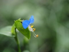 植物に学ぶ生存戦略