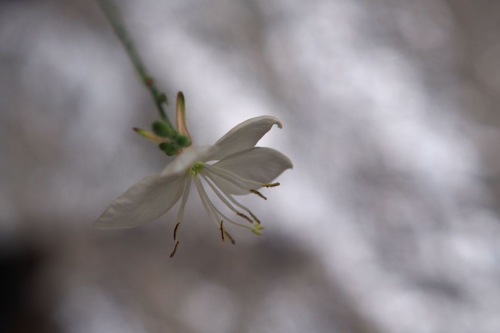 白蝶 梅雨空に飛翔（とぶ）