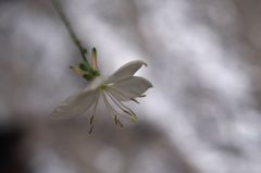 白蝶 梅雨空に飛翔（とぶ）