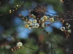 E-M5 MarkⅡ