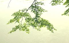 新緑 六法を踏む