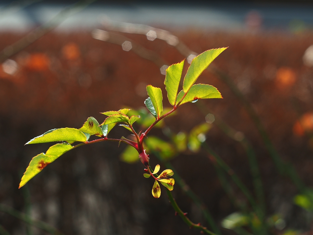 ワタシ ニホンゴ ワカリマセーン　ʅ(‾◡◝)ʃ