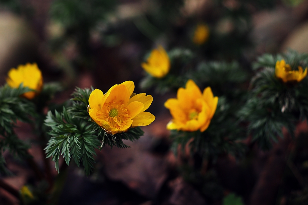 春を告げるオバサンたち