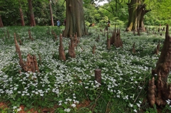 俯瞰 アバターの森