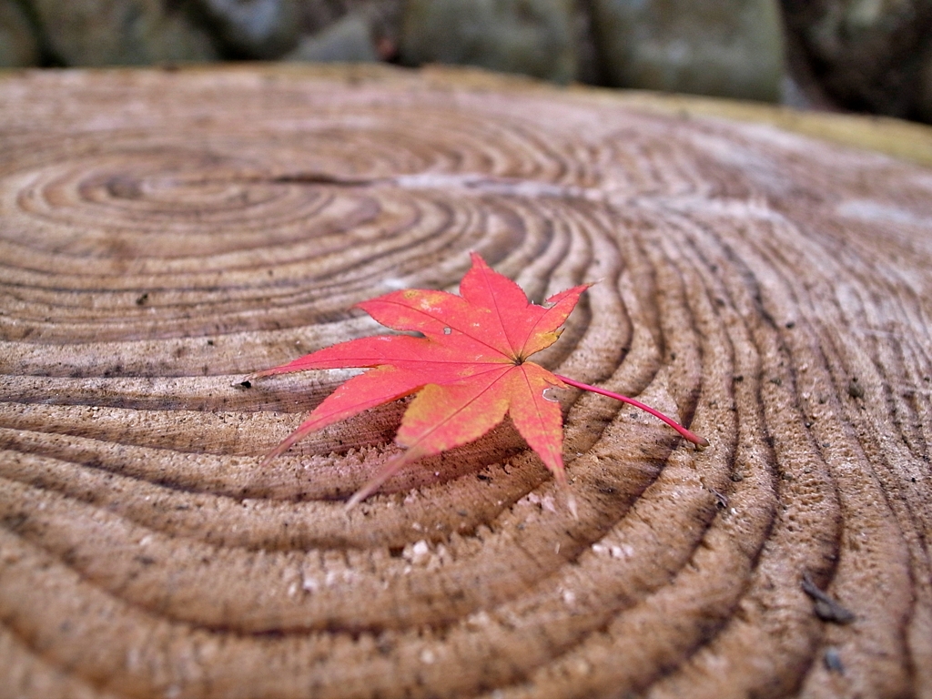 ホワイトバランス