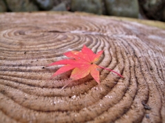 ホワイトバランス