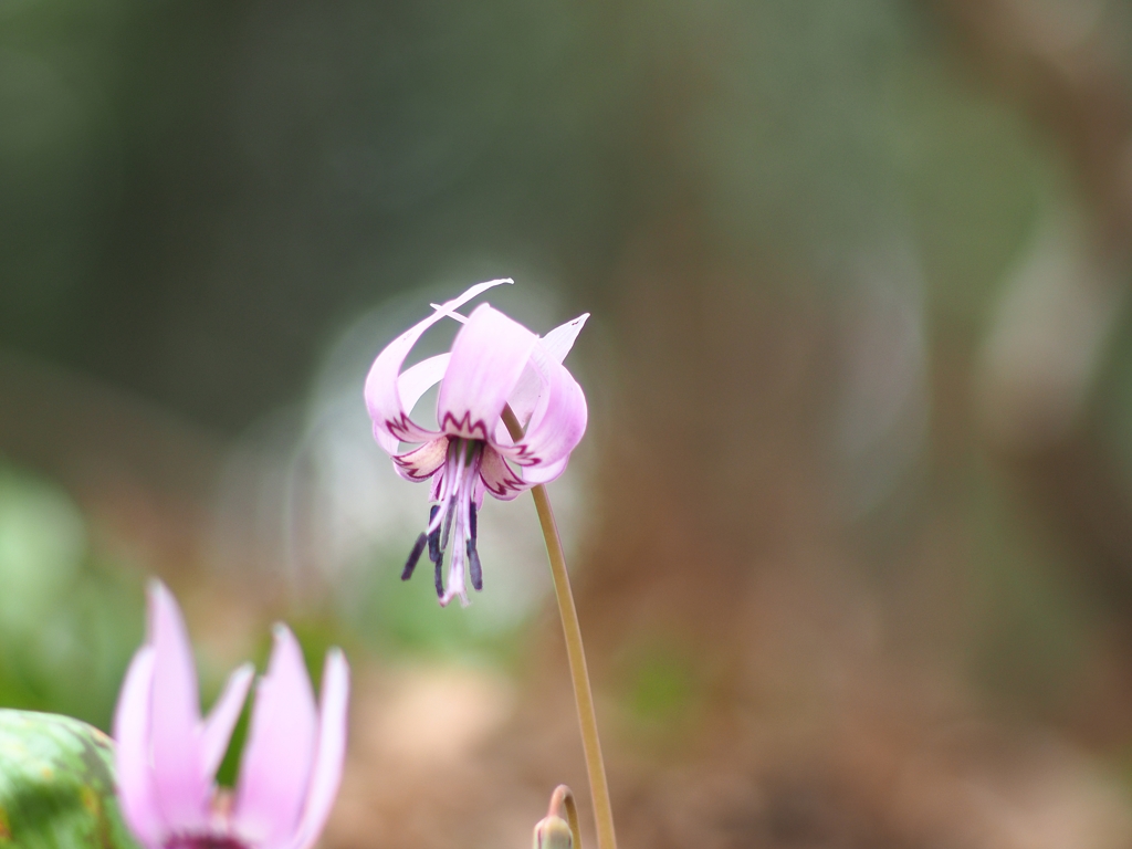 城山かたくりの里