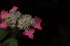 舞う～おさげ髪～舞う