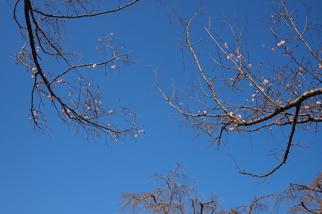 蒼天に冬桜舞う