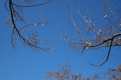 蒼天に冬桜舞う