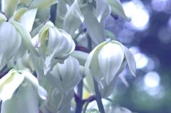 「君が代」と言う名の花 ２