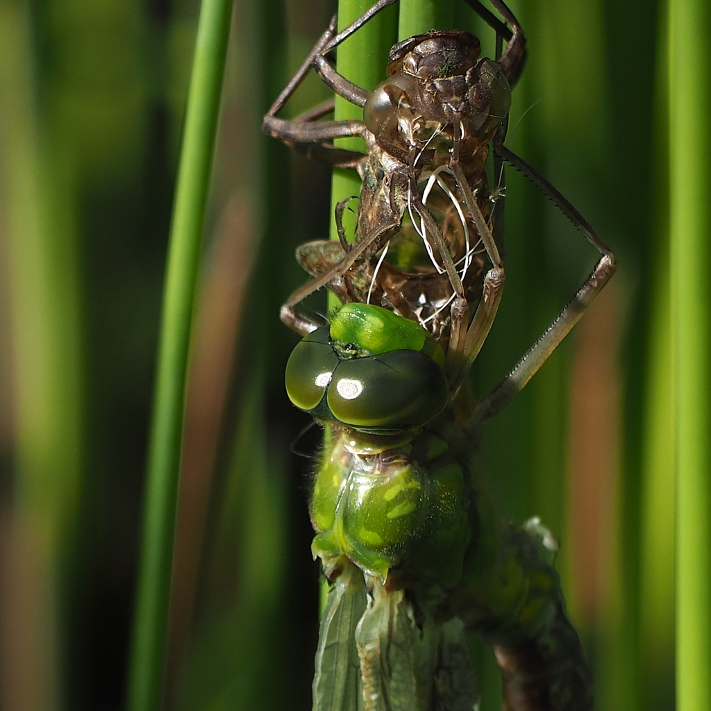 ビオトープ 羽化
