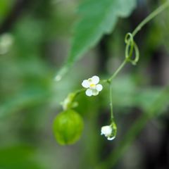 どっちがいい？