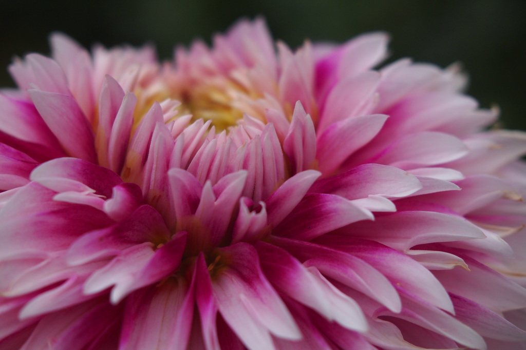 ガールズトーク