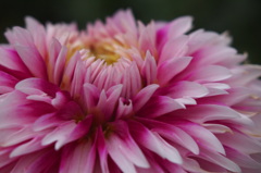 ガールズトーク