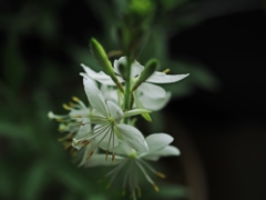 Throwback ハクチョウソウ