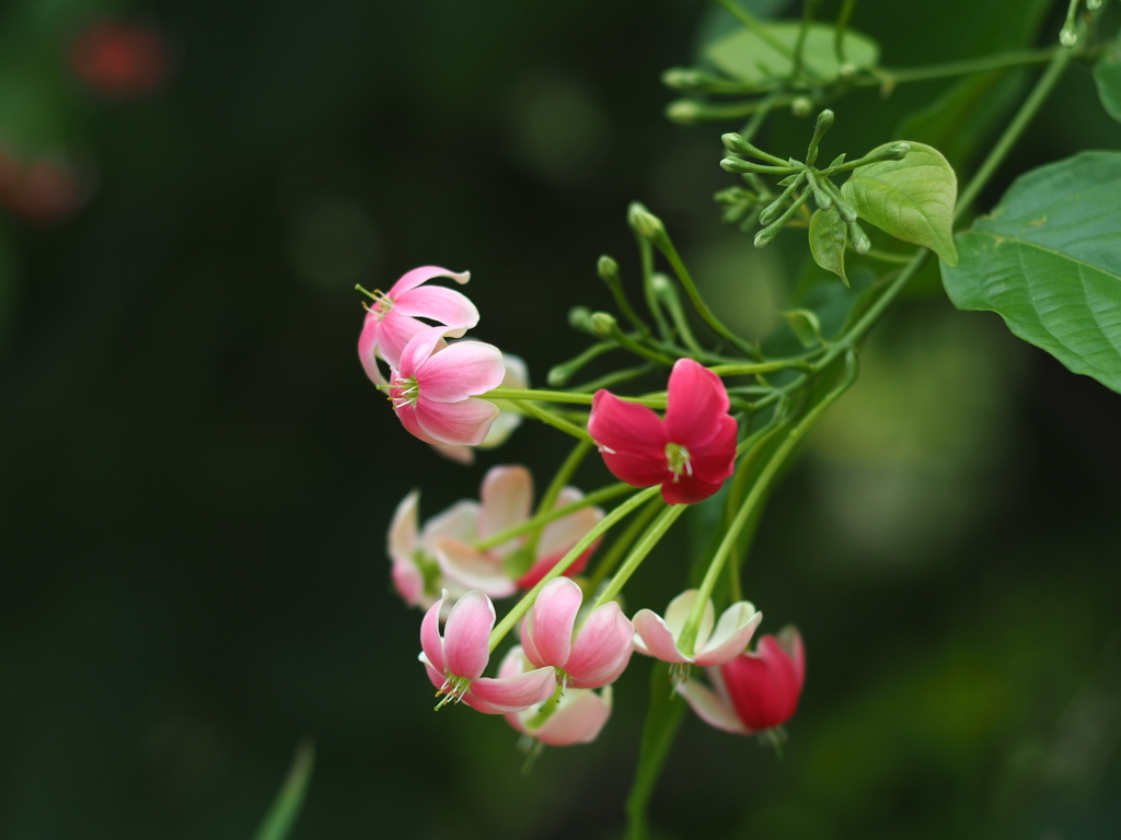 酔花 08/19