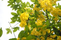 京王フローラルガーデン　小さな　そして奇妙な花たち編２