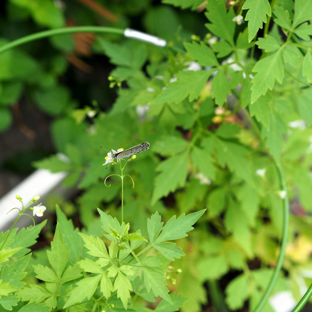 アリエッティたち