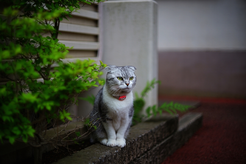 さすが飼い猫 ポーズ取れてる^^